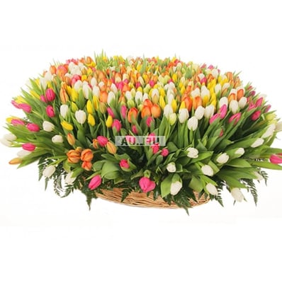 501 tulips Kiev