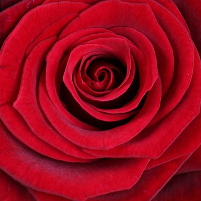 5 red roses + Raffaello Kiev