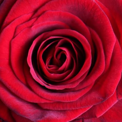 Букет 51 бордовая роза Амстердам