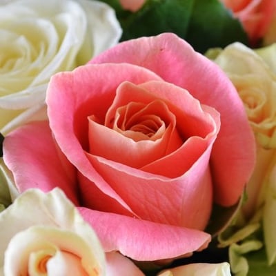 Нежный комплимент 51 роза Рогатин