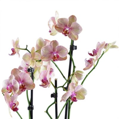 Розово-желтая орхидея Николаев