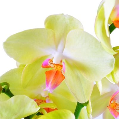 Орхидея лимонная. Доставка цветов Новосибирск