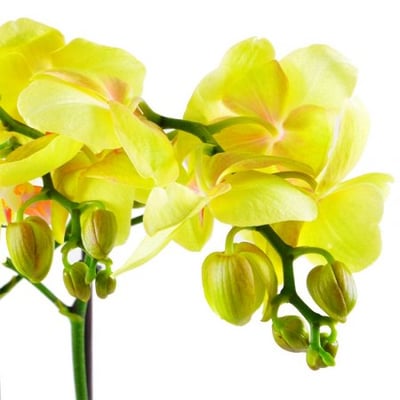 Орхидея лимонная. Доставка цветов Баку