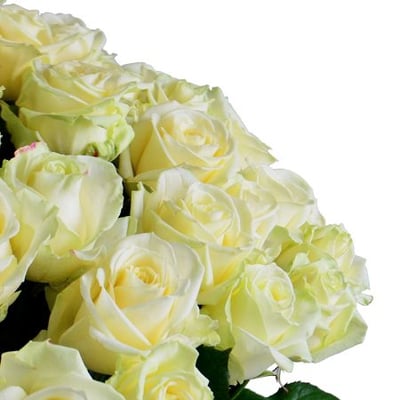 101 белая роза Сток на Тренте