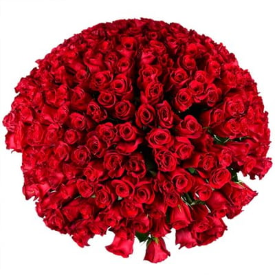 Огромный букет роз 301 роза Занесвиль