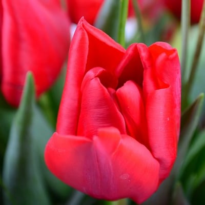 Красные тюльпаны Винница