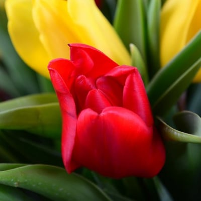 Красные и желтые тюльпаны Луганск