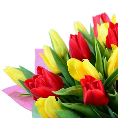 Красные и желтые тюльпаны Житомир
