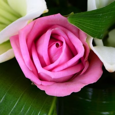 Из роз и лилий Медине