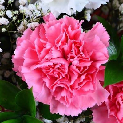 Bouquet with carnations Kiev