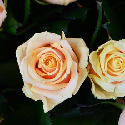 101 кремовая роза Мизано-Адриатико
