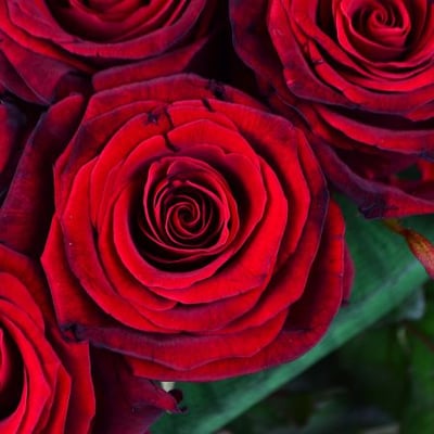 Розы в виде сердца Винница