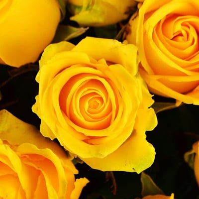 101 желтая роза Лион