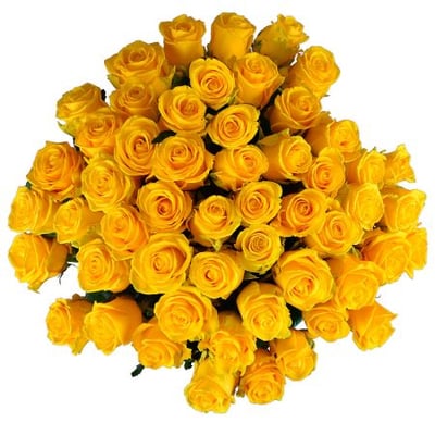 51 yellow rose Kiev