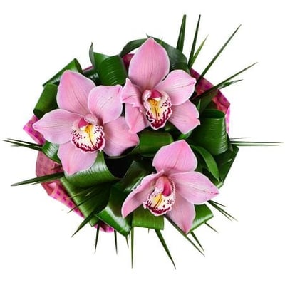 Three orchids Simferopol
