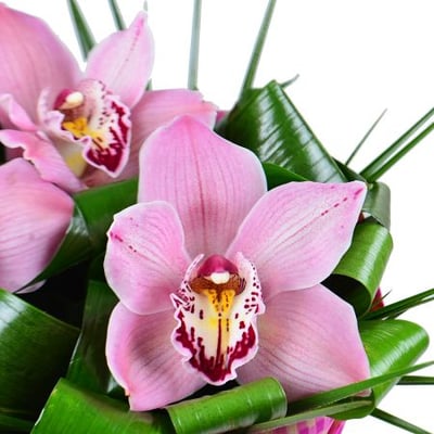 Three orchids Kiev