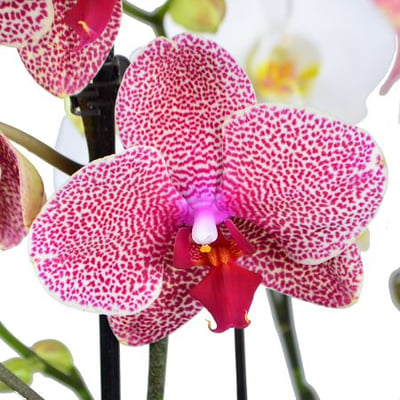 Корзина орхидей Алькудия