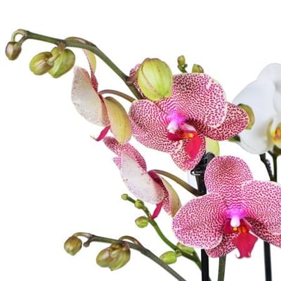 Корзина орхидей Плес