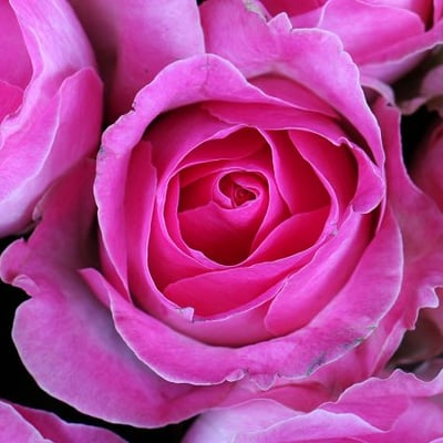 101 розовая роза Фьюмефреддо-ди-Сицилия