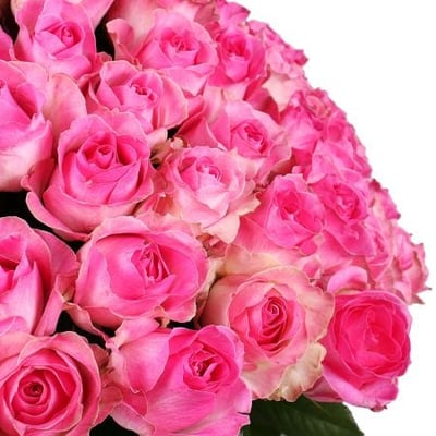 101 розовая роза Гиббон