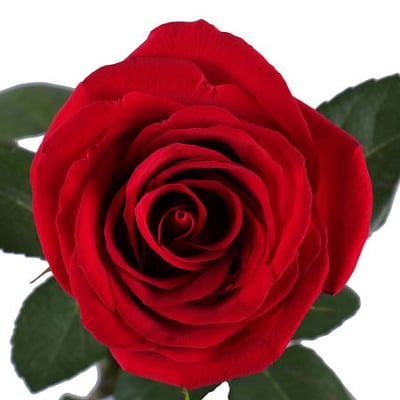 Красные розы поштучно (1м) Львов