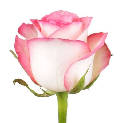 Бело-розовые розы поштучно Стороженец