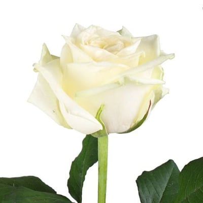 Premium white roses by the piece Kiev
