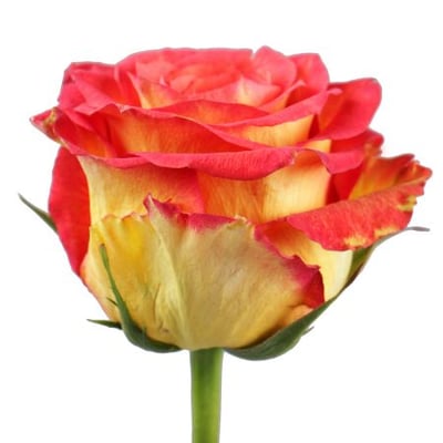 Red and yellow premium roses by the piece Kiev