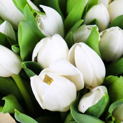 Белые тюльпаны (51 шт) Алматы