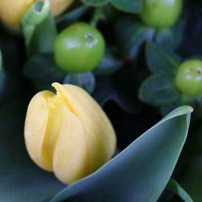 Желтые тюльпаны 51 шт Шымкент