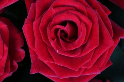 101 роза Великая Лепетиха