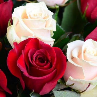 Красно-кремовые розы (51 шт.) Луцк