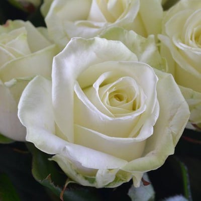 Букет білих троянд Дніпро