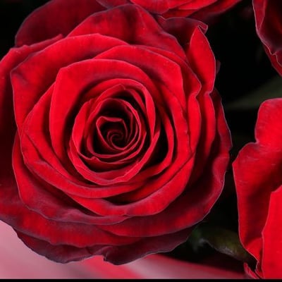 11 роз - доставка цветов Вейкфилд