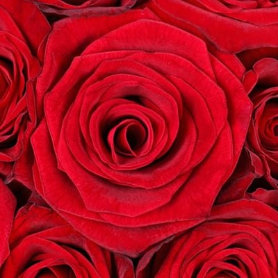 Марго 31 красная роза Киев