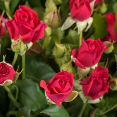 Букет маленькие розы Альби