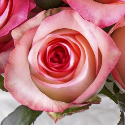 51 бело-розовая роза  Пермь