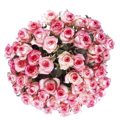 51 біло-рожева троянда Київ