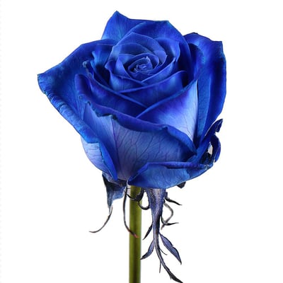 Поштучно синие розы Киев