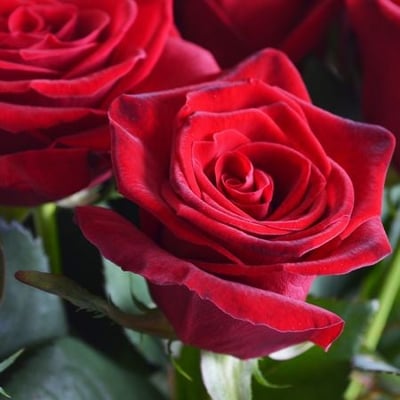 25 роз Нойал-Понтиви