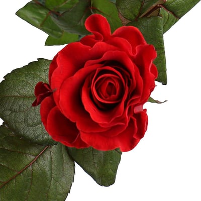 Роза Эль Торо 50см поштучно Сумы