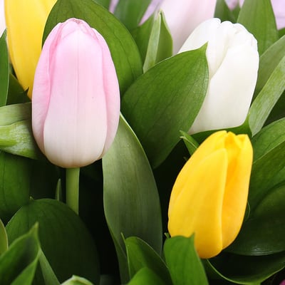15 різнокольорових тюльпанів Дніпро
