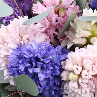 9 hyacinths Kiev