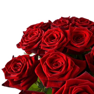 21 красная роза Киев