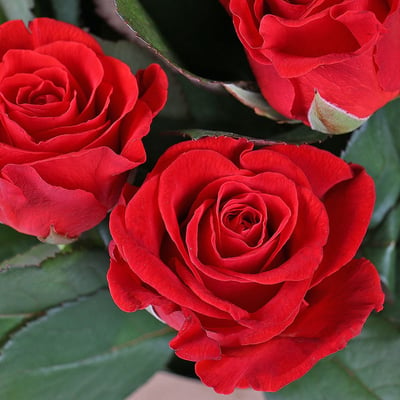 9 красных роз Перещепино