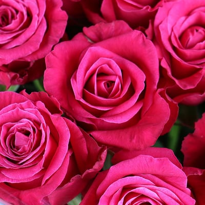 25 малиновых роз Мирков