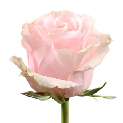 Троянда Pink Mondial поштучно Київ