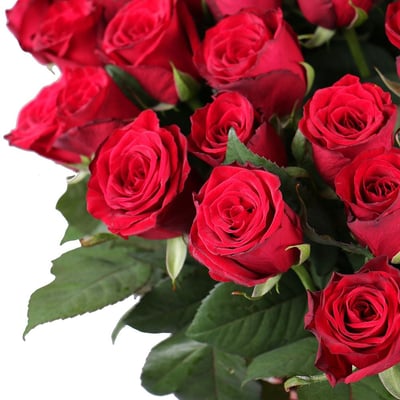 101 импортная красная роза Орта Нова