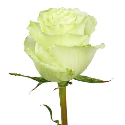 Премиум роза Лимонад поштучно Киев
