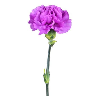 Purple carnations by the piece Kiev